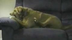 chien imbecile