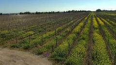 Vignoble à Malte