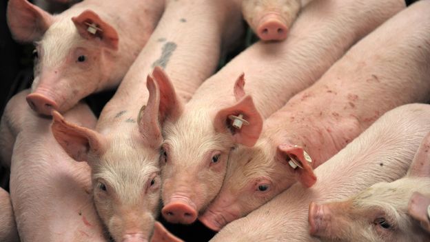 Les mots "porc" ou "nuage" alertent les services secrets américains