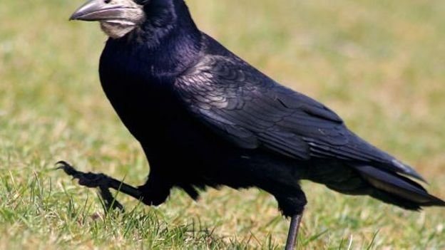 Un corbeau Freux