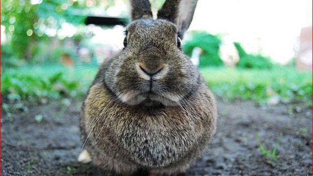 lapin