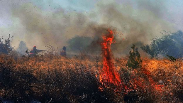 Des feux ont détruit des oliviers séculaires près de Delphes, en Grèce