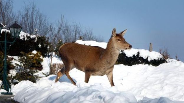 Illustration: un cerf