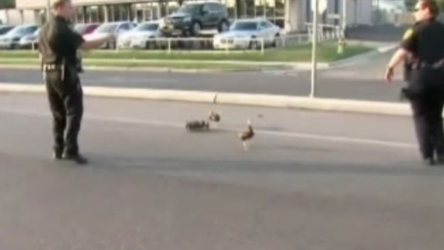 Une cane et ses canetons en ballade à La Crosse