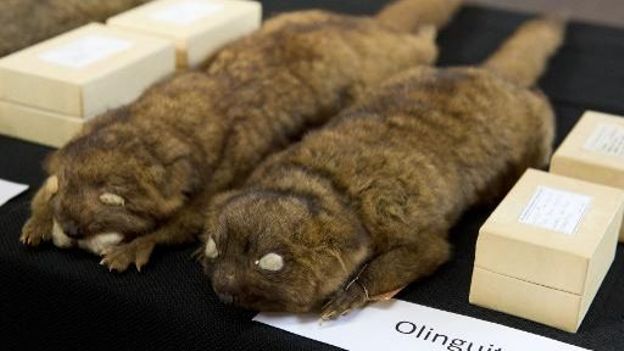 Deux olinguitos, une espèce de mammifères présentée le 15 août 2013 à Washington  