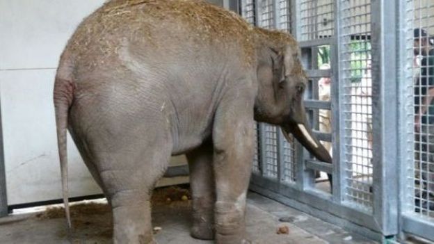 Budi, le nouvel éléphant du zoo d'Anvers