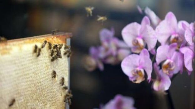 La commission propose une interdiction temporaire de certains pesticides nocifs pour les abeilles