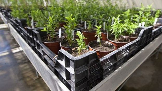 Des plants d'artemisia annua