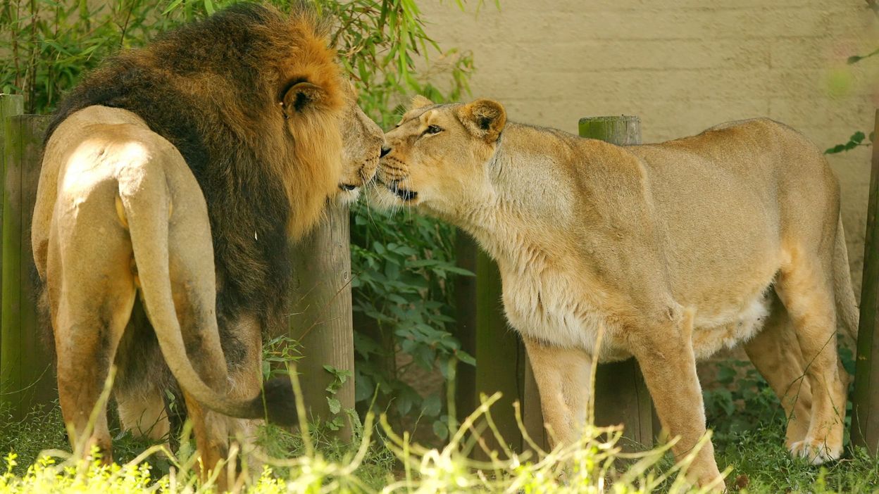 Dormir Au Milieu Des Animaux 188 dormir au milieu des animaux planete sauvage visiter un Dormir Au Milieu Des Animaux 188 dormir au milieu des animaux planete sauvage visiter un