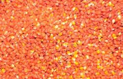 Des grains de maïs transgénique MON810