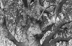 Mitch Epstein. Les arbres, ces autres immigrés new-yorkais.