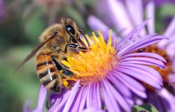 Abeille Abeille