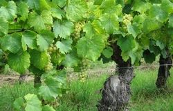 auxerrois 