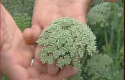 ammi visnaga 