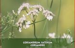 Les jardins didactiques de Pomone - La coriandre