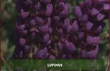 Francis Peeters - Lupinus