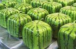 Il exige un melon carré dans sa loge!