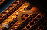 Envie d'en savoir plus sur : "Vous préférez le miel ou le venin d'abeille ? "