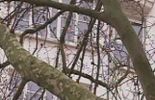 arbres en ville 