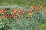 Francis Peeters - kniphofia caulescens