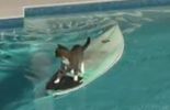 Vidéo: un chat fuit un chien sur une planche de surf