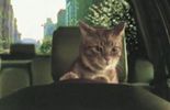 A voir: très amusant clip plein de chats