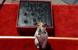 Uggie, le chien de The Artist
