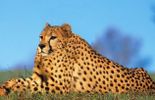 Complètement idiot: des animaux sans cou