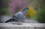 123 Bolt, le pigeon le plus cher de l'histoire, adjugé à 310 000 euros
