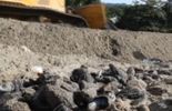 123 Des milliers d'oeufs de tortues luth détruits à Trinidad
