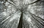 123 Reconnue par l'Unesco, la forêt de Soignes gonflerait seulement son image
