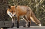 123 Un renard rentre dans une maison londonienne et attaque un bébé