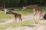 123 Une nouvelle girafe mâle fait ses premiers pas à Planckendael
