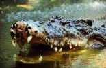 Un chien, un lange et un ballon de foot dans l'estomac d'un crocodile 