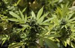 123 Succession aux Pays-Bas: il y aura du cannabis dans l'air