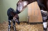 123 Zoo d'Anvers: naissance d'un okapi, maillon d'un programme international