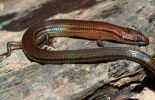 123 Cambodge: découverte d'une nouvelle espèce de lézard arc-en-ciel