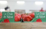 123 Les fraises de Wépion sont enfin arrivées