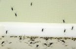 123 Grèce: la dengue réapparaît après 85 ans, mort d'un octogénaire