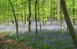 L'impact du réchauffement du climat sur les plantes serait sous-estimé