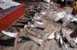 123 Certains restaurants américains mettent des requins menacés au menu