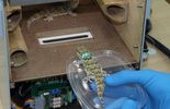 123 Souris, lézards et escargots russes rentrent de leur mission spatiale