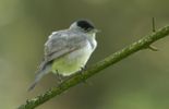 Barchon: buissons rasés en raison des travaux, les amis des oiseaux s'indignent