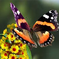 Papillon