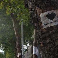 Les fameux platanes de l’avenue du Port. 