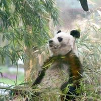 Bao Bao, le panda mascotte du zoo de Berlin, est décédé à 34 ans