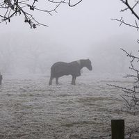 Le gouvernement renforce la protection des chevaux