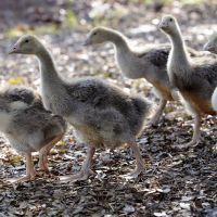 Elevage d'oies pour le foie gras