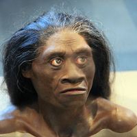 Une femme "homo floresiensis", reproduction exposée au Smithsonian Museum of Natural History
