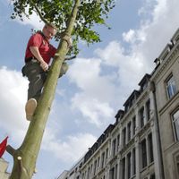 L'arbre de joie doit être érigé avant 17 heures pour respecter la tradition